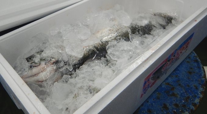 Fish Box 10kg