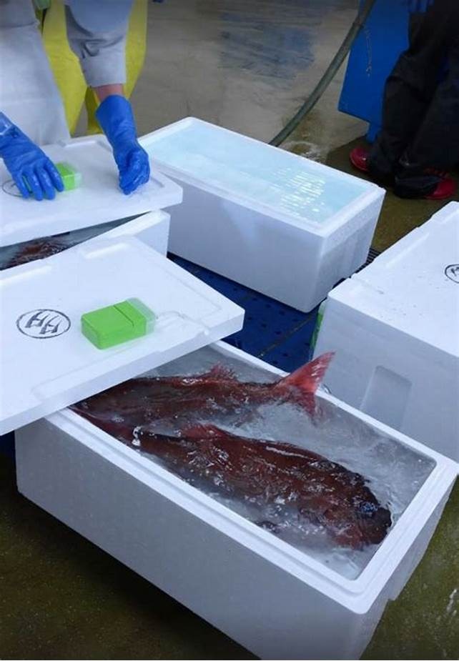 Fish Box 5kg
